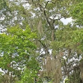 thumbnail for publication: Quercus falcata: Southern Red Oak